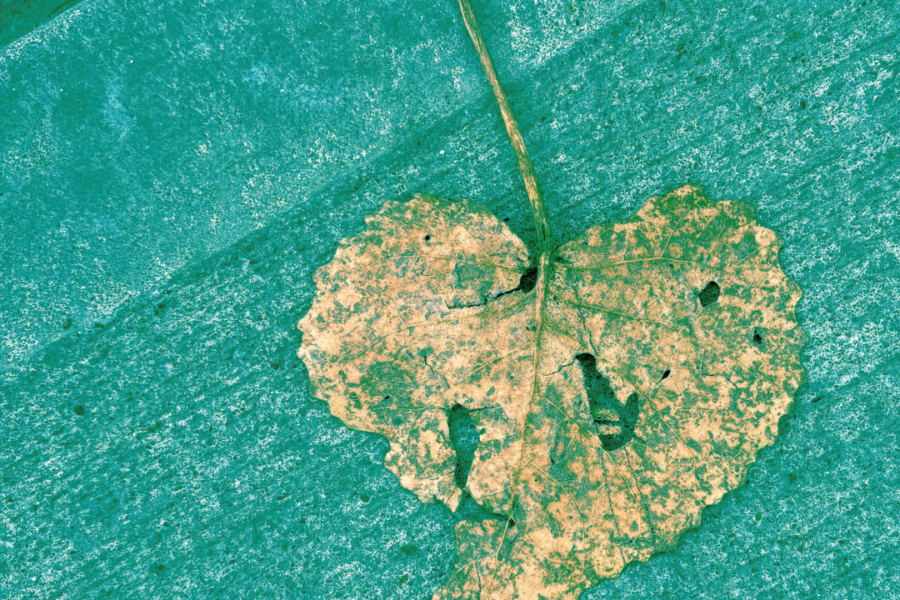 A taupe, heart-shaped leaf rests on a marine green concrete background.