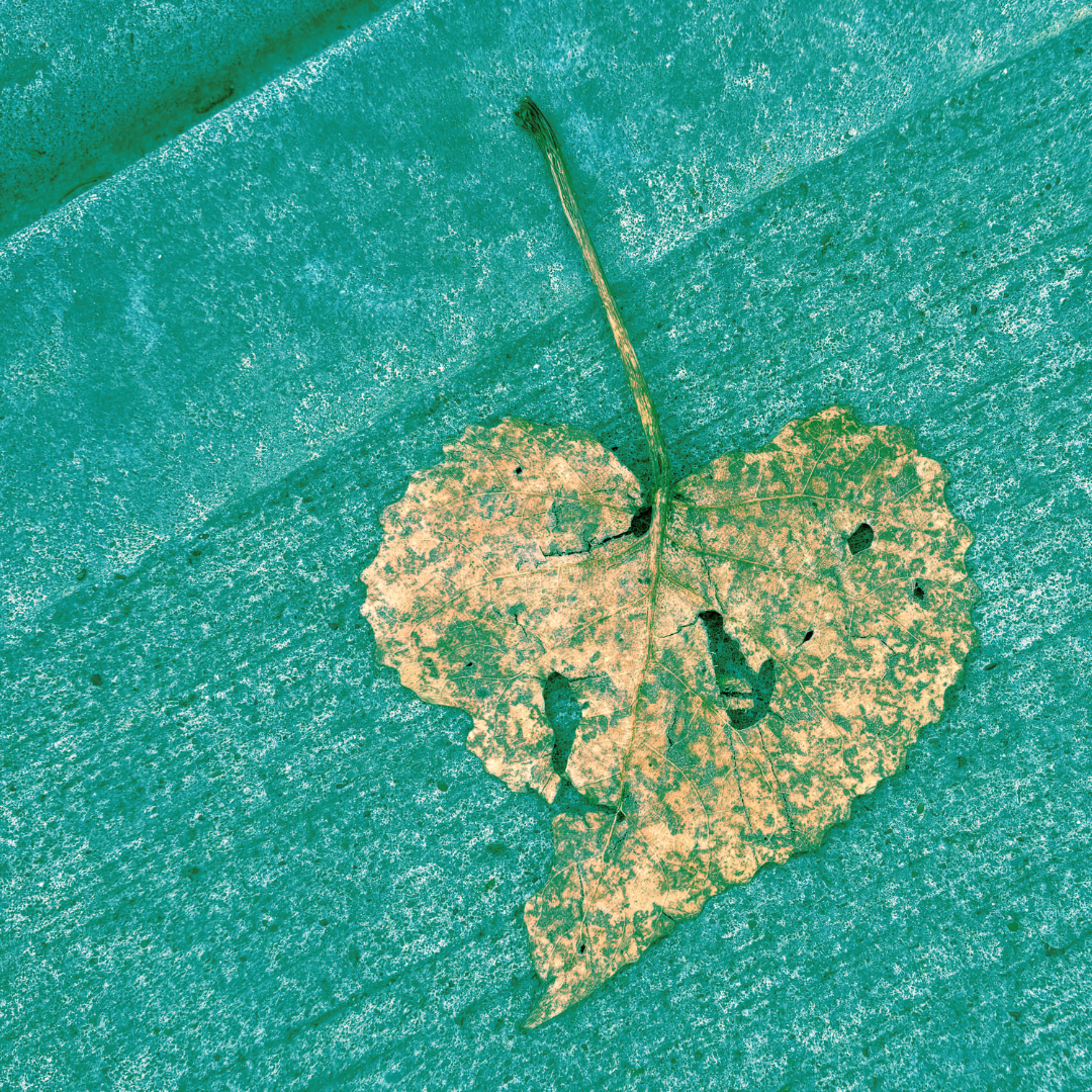 A taupe, heart-shaped leaf rests on a marine green concrete background.